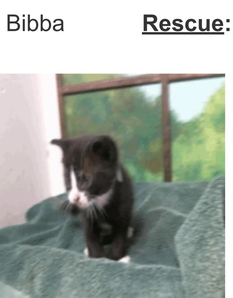 Bibba thumbnail 4