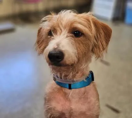 An adult small-sized male Dachshund dog named Grogu for adoption in Kansas City, MO