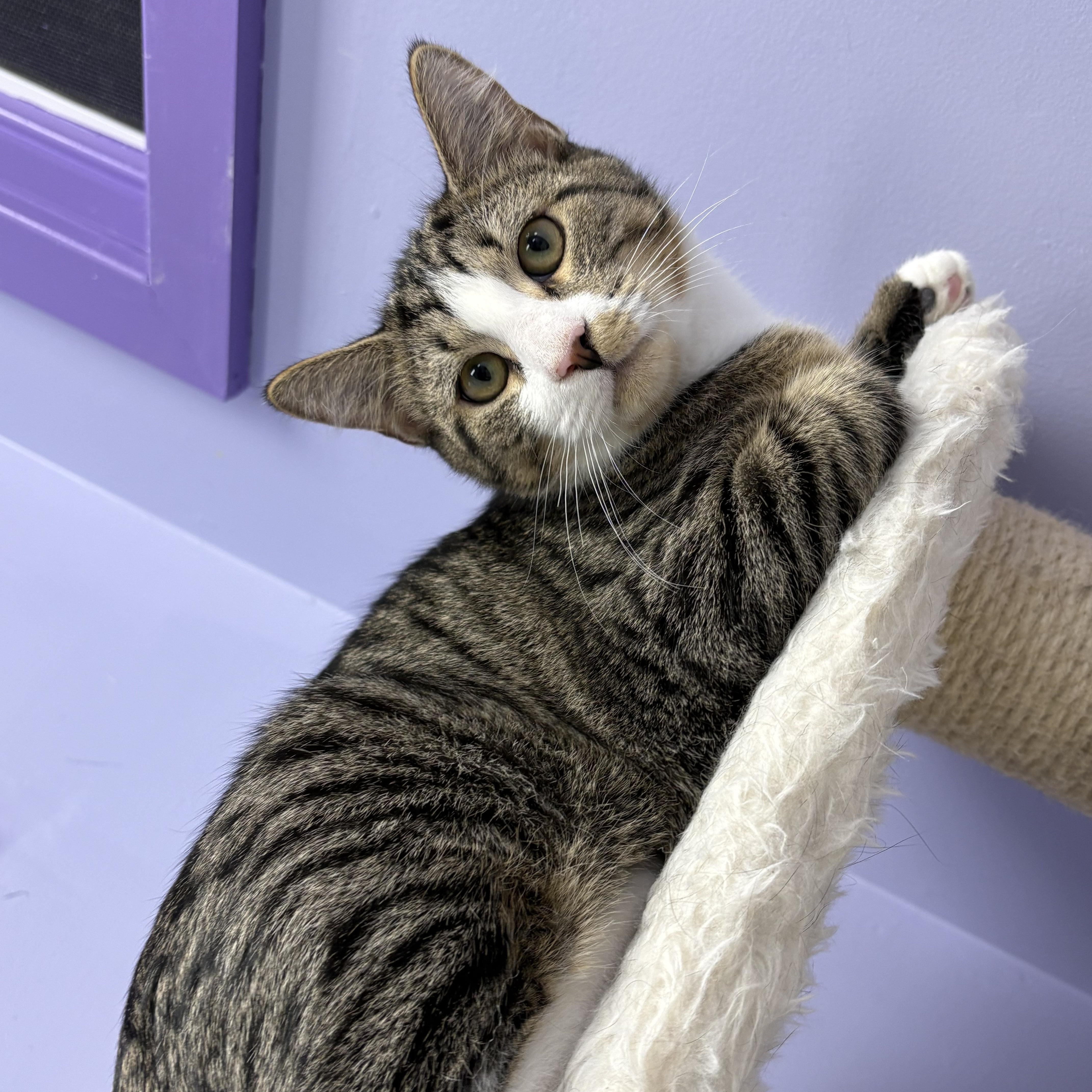 Sweet Potato thumbnail 2