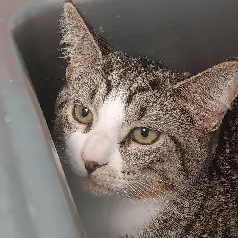 Sweet Potato thumbnail 3