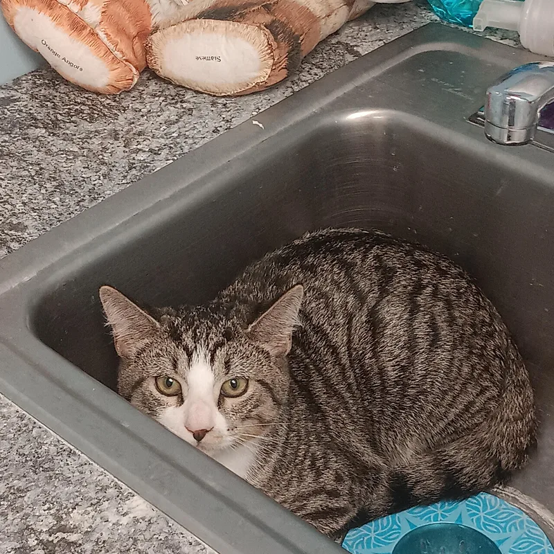 Sweet Potato thumbnail 4