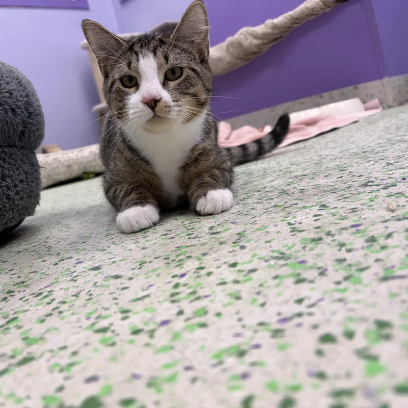 Sweet Potato thumbnail 5