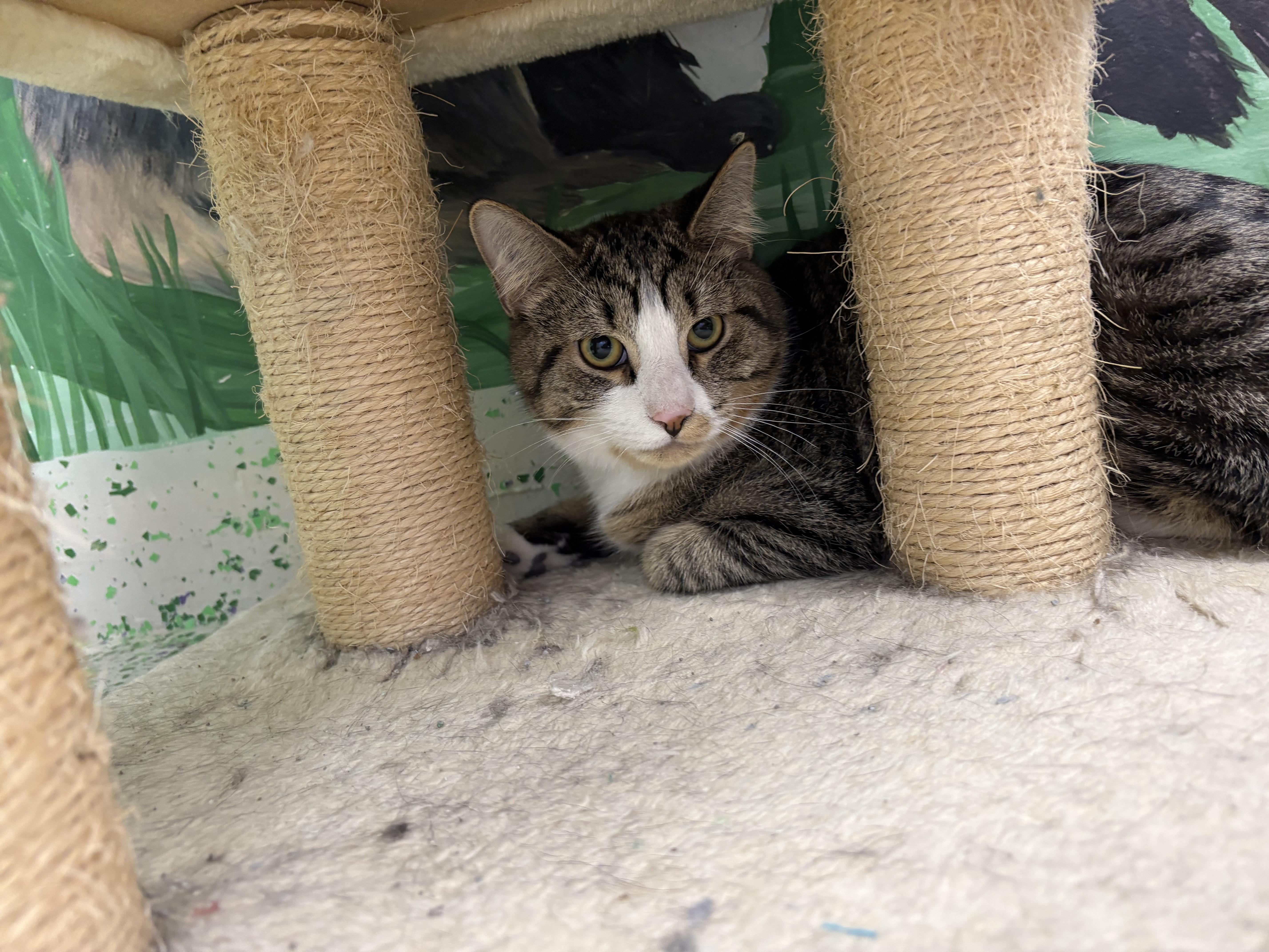 Sweet Potato thumbnail 6