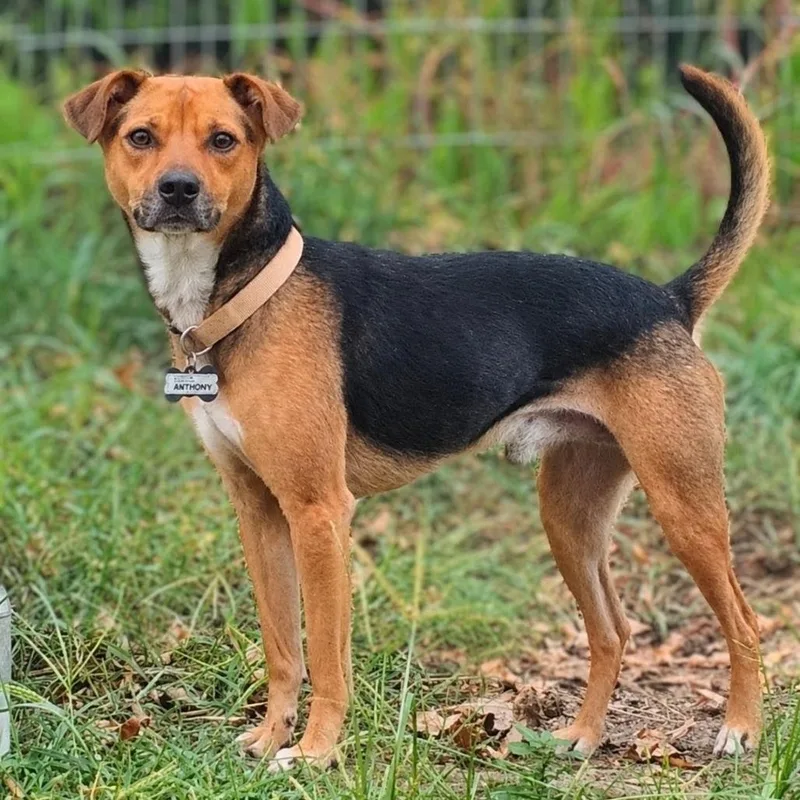 An adult small-sized male Terrier dog named Anthony for adoption in Wake Forest, NC