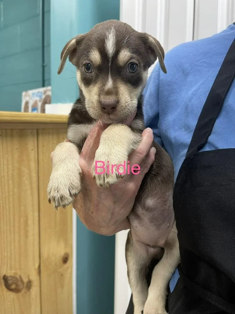 A baby small-sized female Tricolor (Brown, Black, & White) Pit Bull Terrier dog named Birdie for adoption in Chattanooga, TN