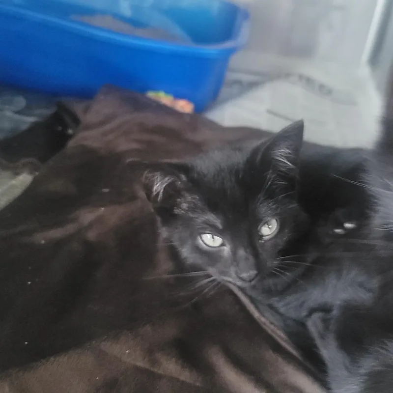 An adult small-sized female Black Domestic Short Hair cat named Nyx FKA River for adoption in Troy, IL