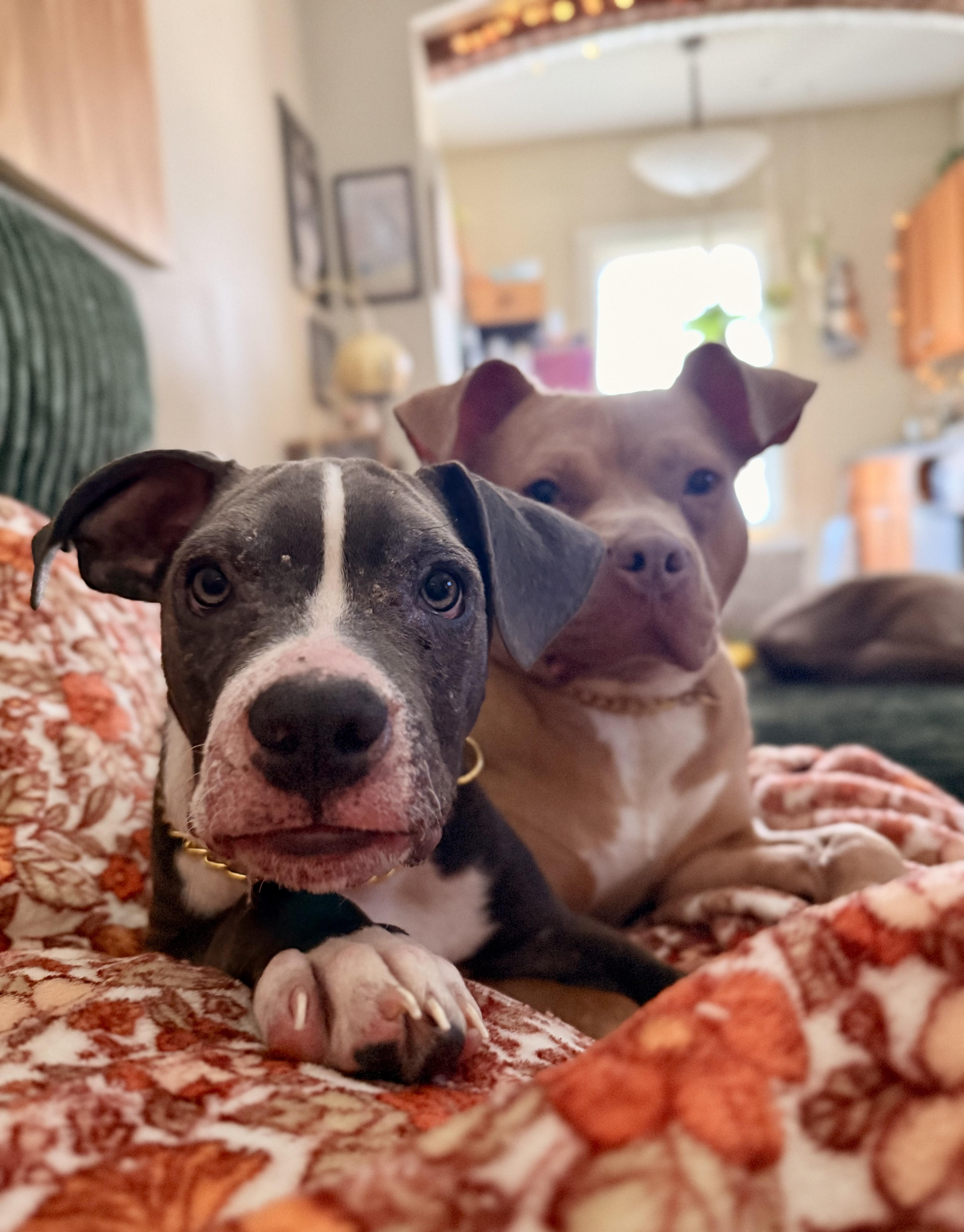 A baby large-sized male Gray / Blue / Silver Pit Bull Terrier dog named Arlo for adoption in Cleveland, OH
