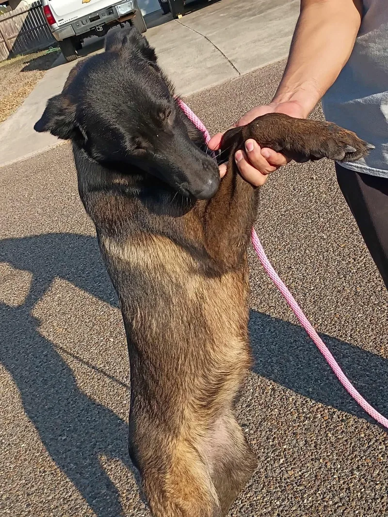 A young medium-sized female Belgian Shepherd / Malinois dog named River for adoption in Lockhart, TX