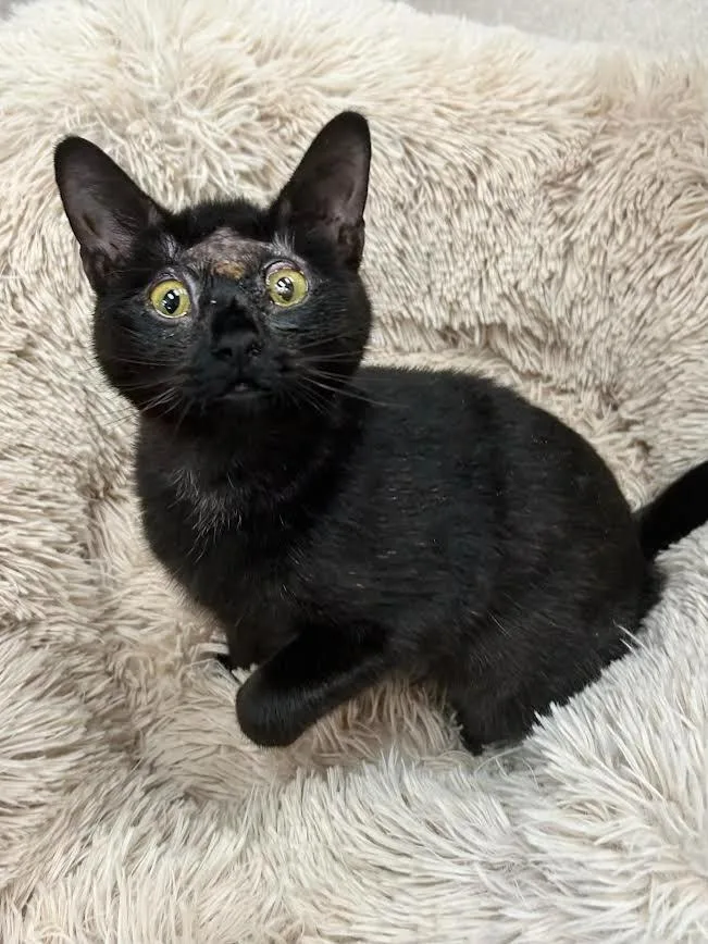 Lemony Snicket thumbnail 2