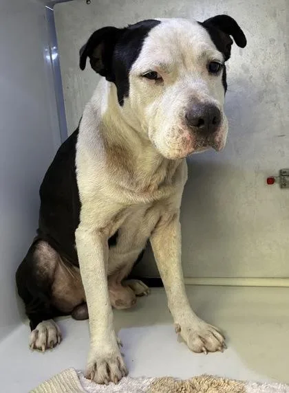 An adult large-sized male Pit Bull Terrier dog named Bruce for adoption in Gainesville, FL