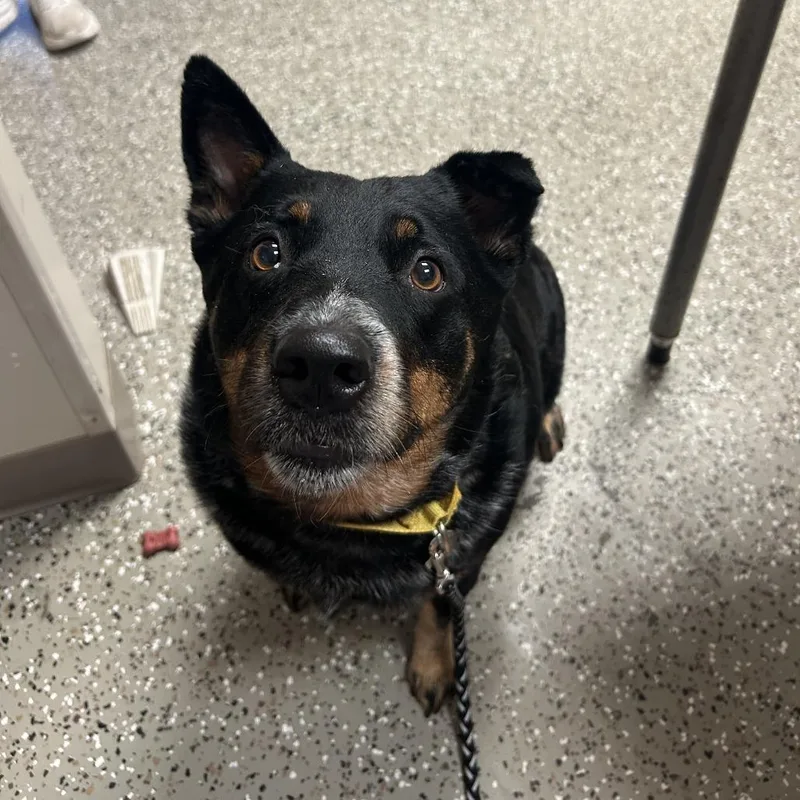 An adult medium-sized female Black Australian Cattle Dog / Blue Heeler dog named Peppa for adoption in Norfolk, NE