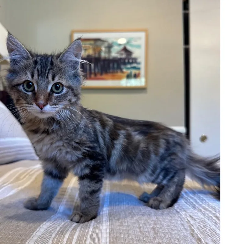 A baby small-sized female Brown / Chocolate Domestic Medium Hair cat named Dorito for adoption in Long Beach, CA