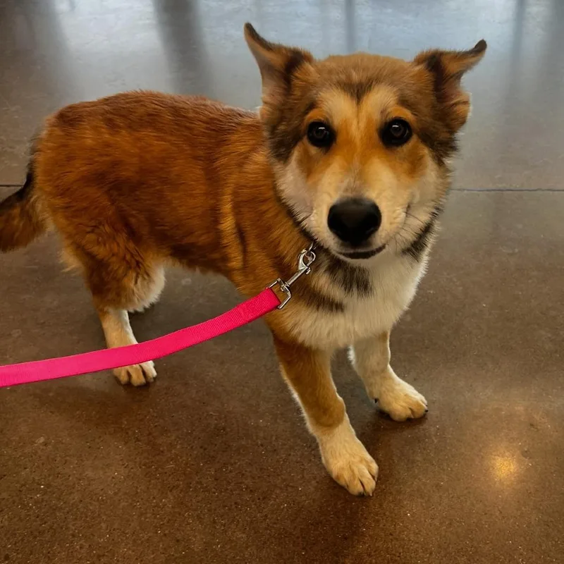 A young medium-sized male Yellow / Tan / Blond / Fawn Husky dog named Icarus for adoption in Chattanooga, TN