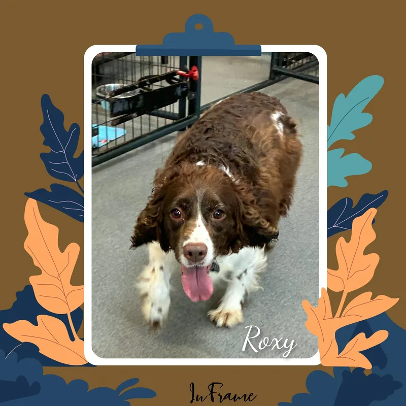 An adult medium-sized female White / Cream English Springer Spaniel dog named Roxy for adoption in Fredericksburg, VA