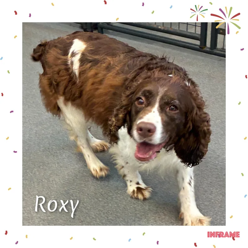 Roxy thumbnail 2