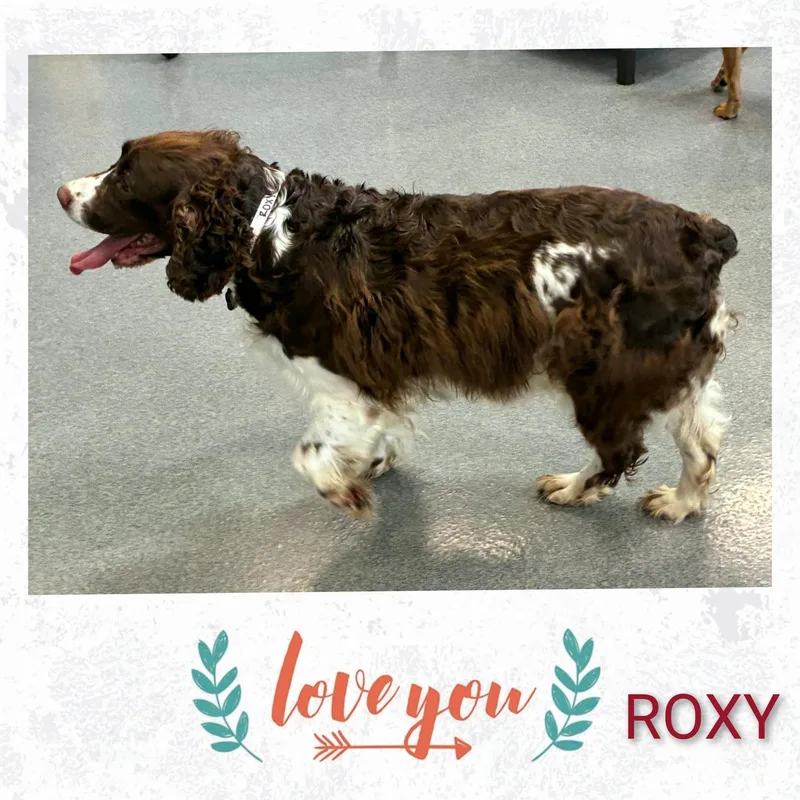 Roxy thumbnail 4