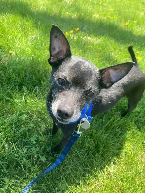 An adult small-sized male Chihuahua dog named Buddy for adoption in Methuen, MA