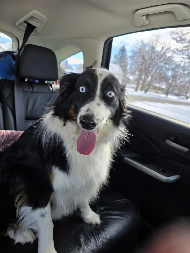 An adult medium-sized male Australian Shepherd dog named Indy for adoption in Fruit Heights, UT