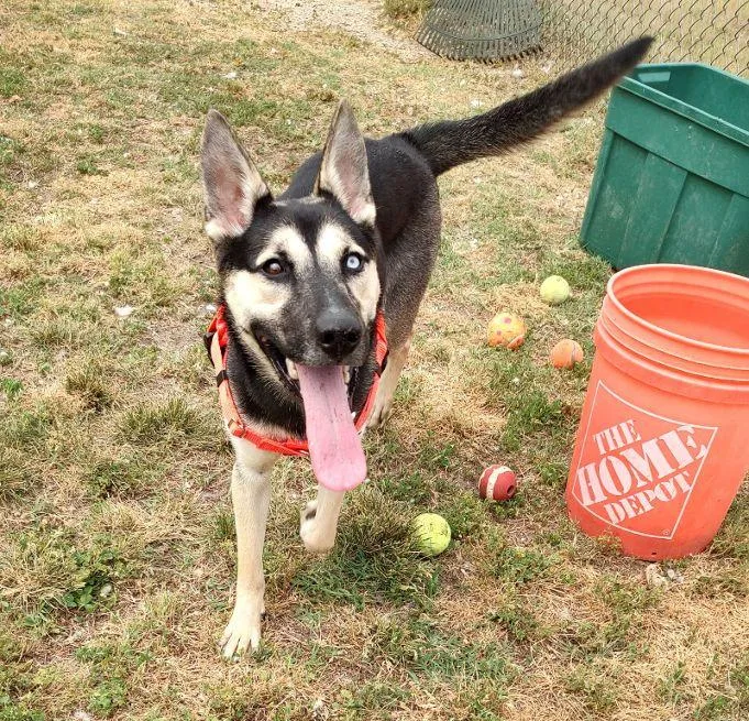 A young medium-sized female Black Husky dog named Bella for adoption in Cape May Court House, NJ