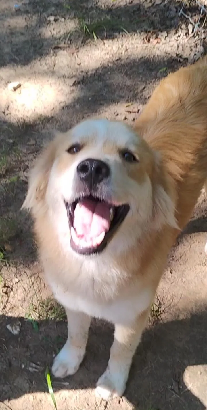 A baby large-sized male Red / Chestnut / Orange Golden Retriever dog named Rand for adoption in Saint Jo, TX