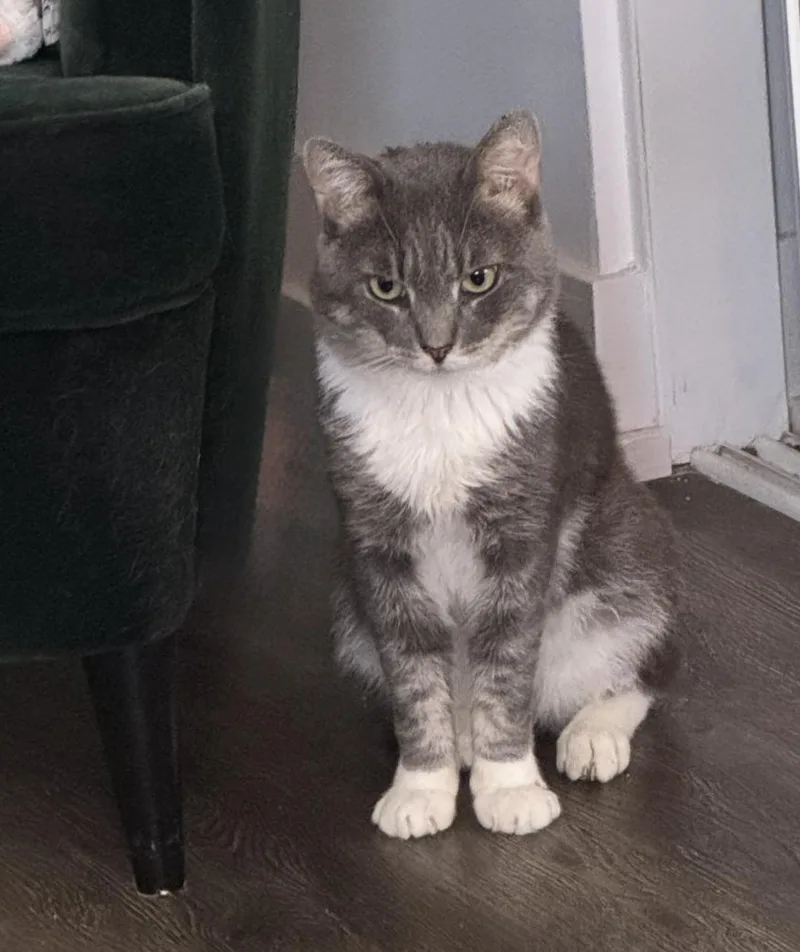 An adult large-sized male Domestic Medium Hair cat named Tortellini for adoption in Beverly Hills, CA