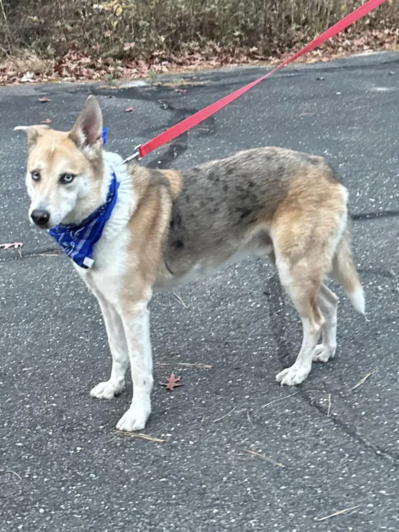 A young large-sized male Australian Shepherd dog named Ascoti for adoption in Old Westbury, NY