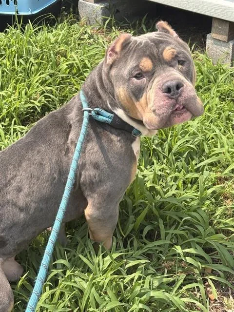 A young large-sized male Pit Bull Terrier dog named Oscar for adoption in Upper Marlboro, MD
