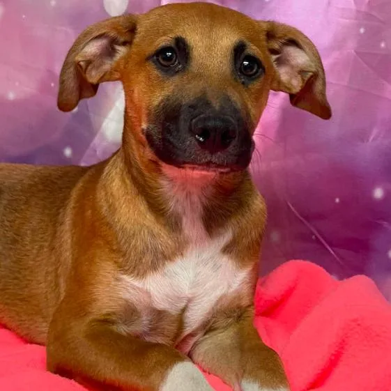 A baby small-sized male Yellow / Tan / Blond / Fawn Cattle Dog dog named Bruce for adoption in Fort Collins, CO