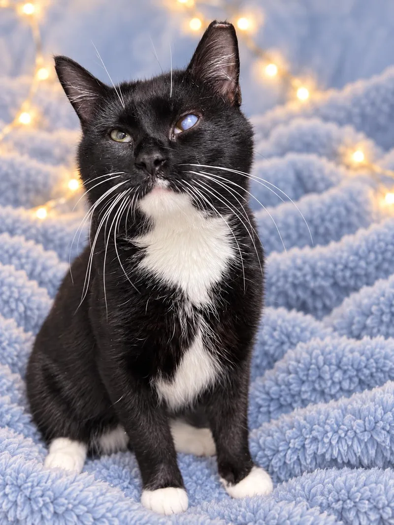 A young medium-sized male Tuxedo cat named OdysseusWillow Grove for adoption in Greenville, DE