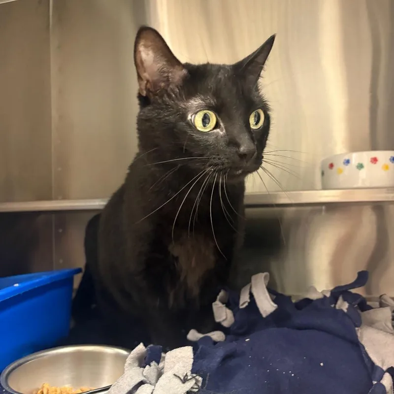 An adult large-sized female Black Domestic Short Hair cat named Pickle for adoption in Springfield, IL