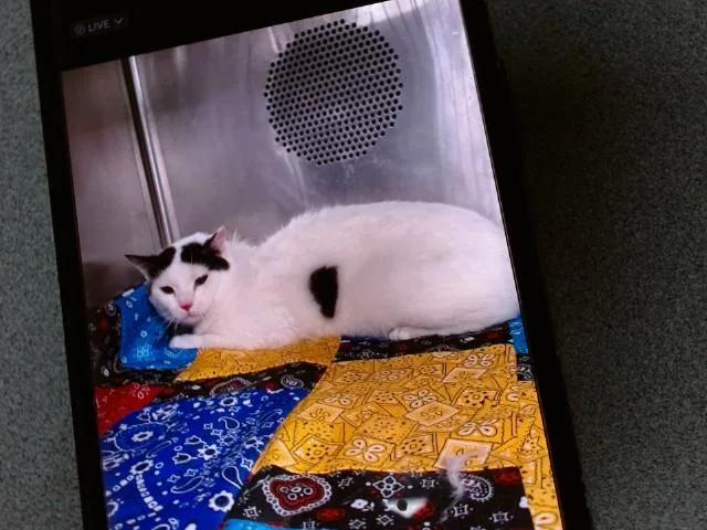 A young medium-sized male Domestic Short Hair cat named Jake for adoption in Albuquerque, NM