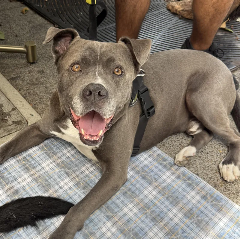 An adult large-sized male Gray / Blue / Silver Staffordshire Bull Terrier dog named Tyson for adoption in San Diego, CA