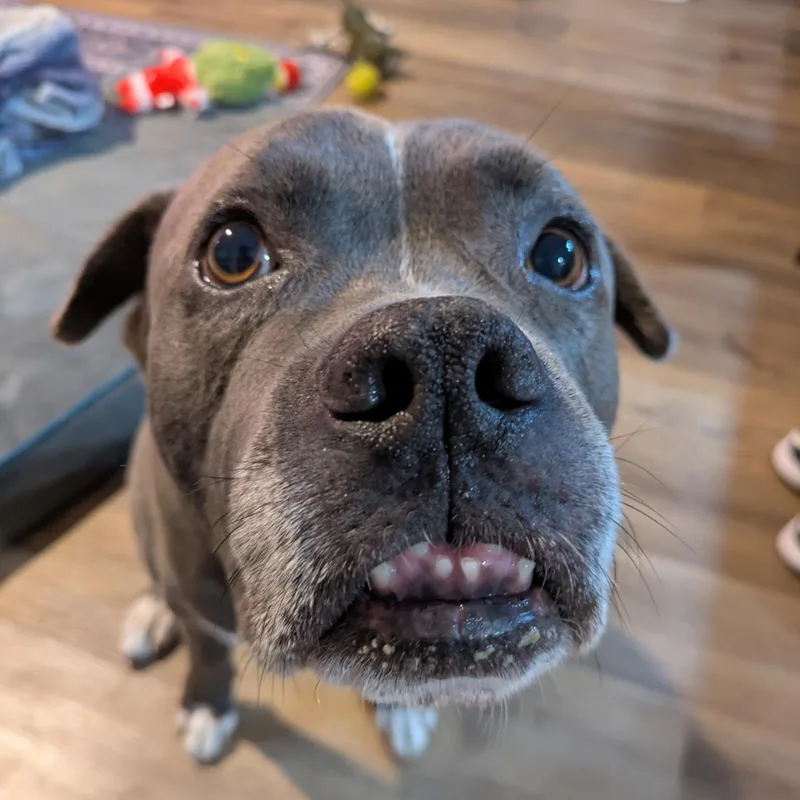 Tyson thumbnail 2