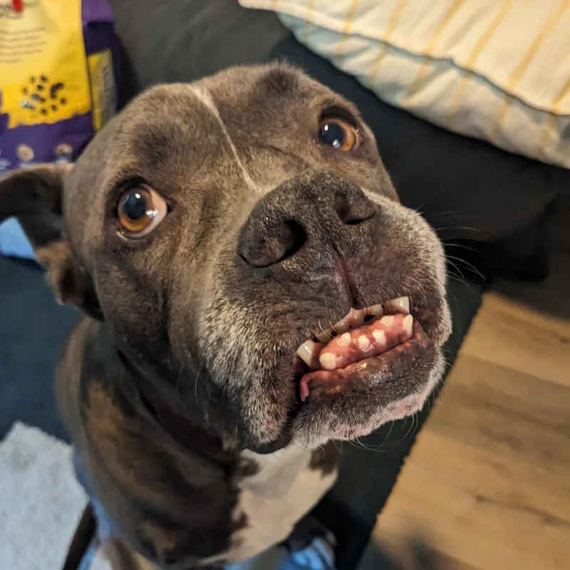 Tyson thumbnail 3