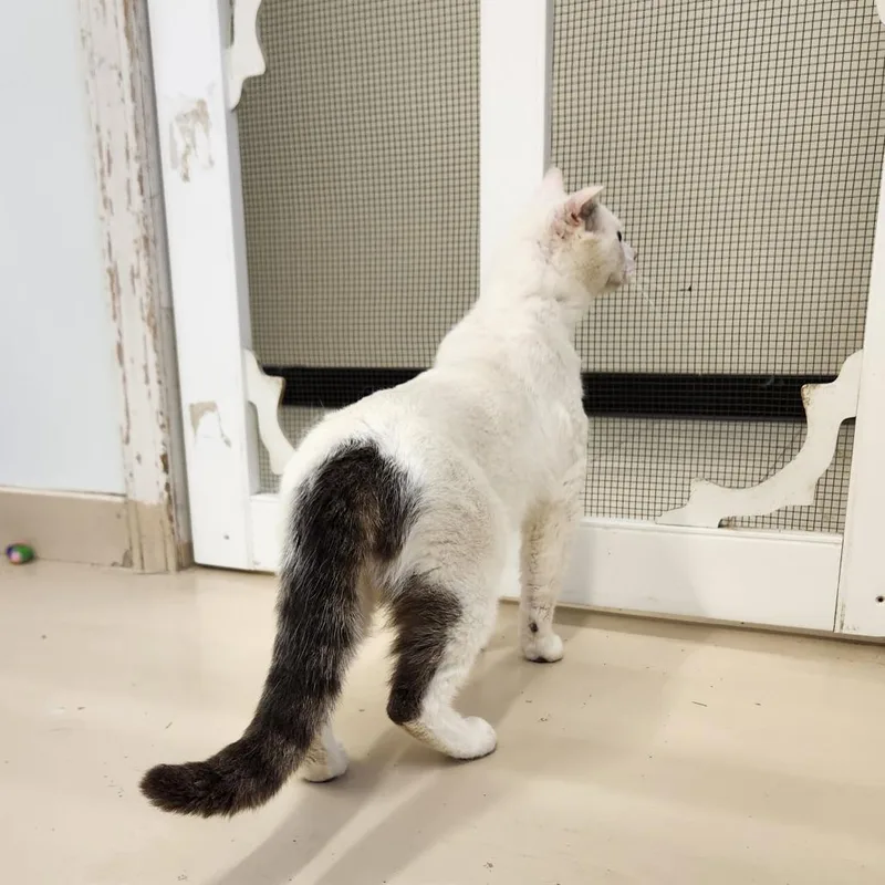 An adult large-sized male White Domestic Short Hair cat named Egg for adoption in Delaware, OH