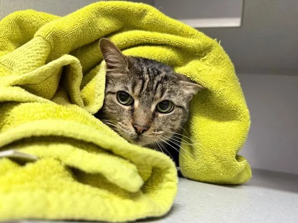 An adult large-sized female Domestic Short Hair cat named Bella for adoption in New York, NY