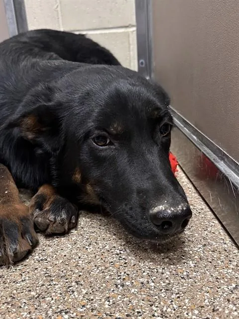 A young large-sized male German Shepherd Dog dog named Buzz Lightyear for adoption in Albuquerque, NM