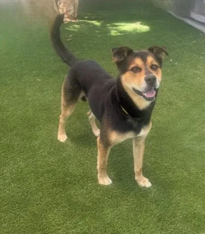 A young large-sized male German Shepherd Dog dog named Cooper for adoption in Los Angeles, CA