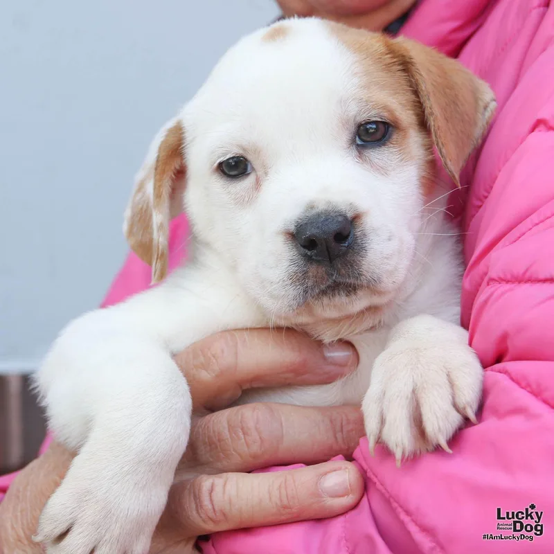 A baby medium-sized male Labrador Retriever dog named Walter for adoption in Washington, DC