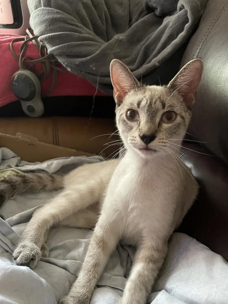 Gabriella thumbnail 2