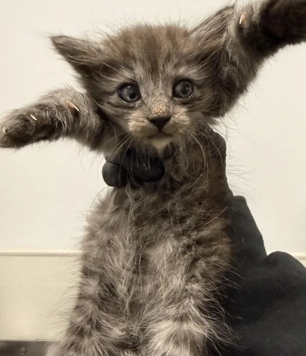 A baby small-sized female Domestic Long Hair cat named Calculator for adoption in Oceanside, CA