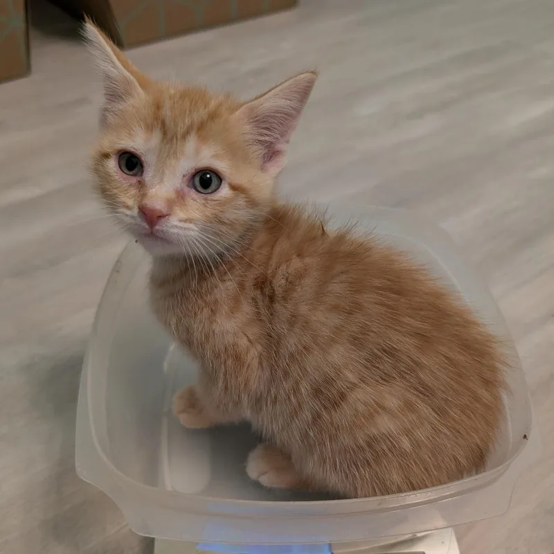 A baby small-sized male Orange / Red Domestic Short Hair cat named Spatula for adoption in Roselle, IL