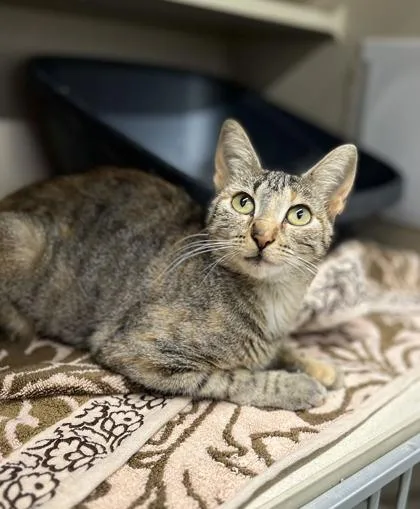 An adult medium-sized female Domestic Short Hair cat named Maggie for adoption in Humboldt, IA