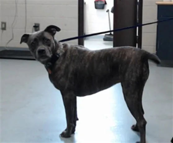 An adult large-sized female Pit Bull Terrier dog named Davina for adoption in Fayetteville, NC