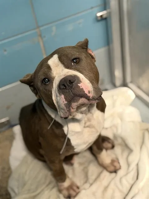 An adult medium-sized female Staffordshire Bull Terrier dog named Polly Pocket for adoption in Houston, TX
