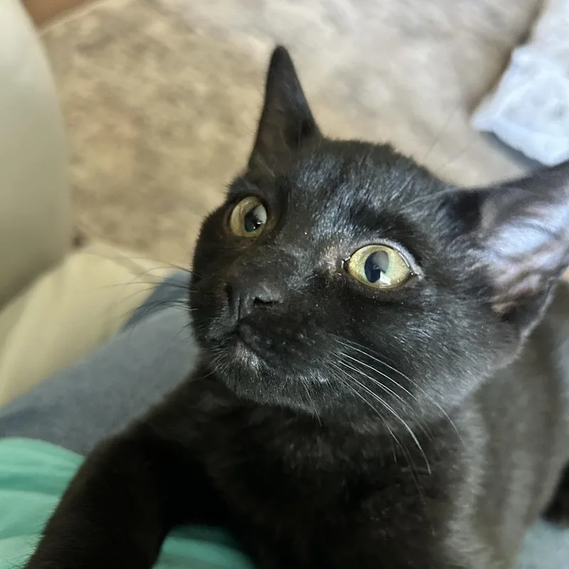 A baby small-sized male Black Domestic Short Hair cat named Blair for adoption in Othello, WA