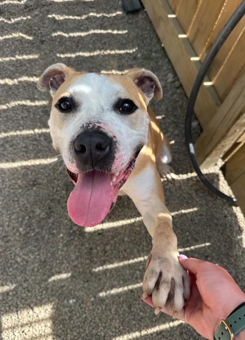 A young medium-sized male American Staffordshire Terrier dog named Maximus for adoption in Youngstown, OH