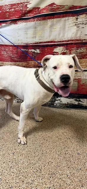 A young extra large-sized male Dogo Argentino dog named Aspen for adoption in Miami, FL
