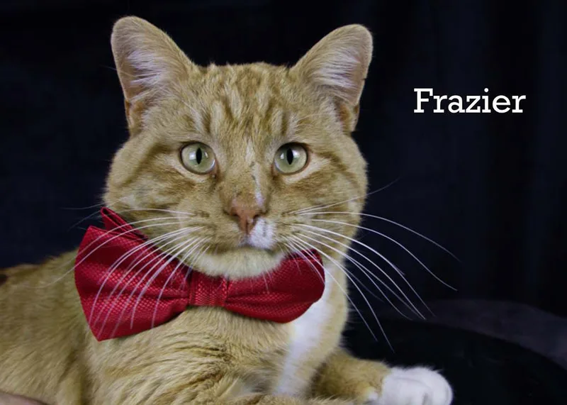 An adult medium-sized male Tabby (Orange / Red) Tabby cat named Frazier for adoption in York, NE