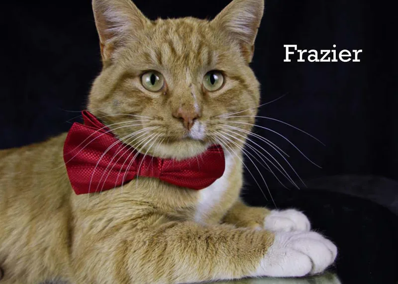 Frazier thumbnail 2
